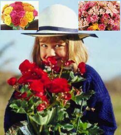 Christchurch florist