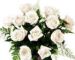 Christchurch roses white