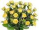 Christchurch roses yellow