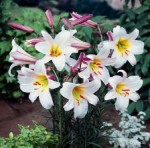 Florist in Christchurch