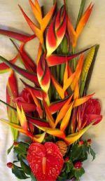 Christchurch flowers