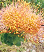 Flower news Christchurch