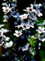 Flower news Christchurch florists