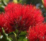 Flower news Christchurch