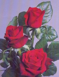 Florists Christchurch